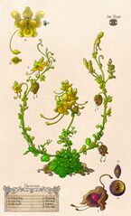 Faerie Flowers (commissioned by Pirateaba)