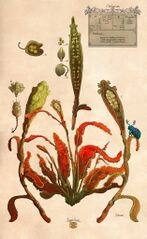 Sage's Grass (commissioned by Pirateaba