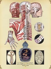 Selphid in Human Body Anatomical Studyy (commissioned by Pirateaba)